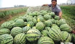 瓜圈吃瓜娱乐圈,揭秘娱乐圈的吃瓜盛宴